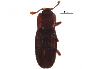  (Cerylon castaneum - BIOUG11724-D05)  @14 [ ] CreativeCommons - Attribution (2015) CBG Photography Group Centre for Biodiversity Genomics