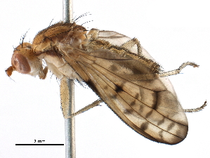  ( - BIOUG11580-G04)  @14 [ ] CreativeCommons - Attribution (2015) CBG Photography Group Centre for Biodiversity Genomics