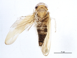  ( - BIOUG12046-B05)  @13 [ ] CreativeCommons - Attribution (2014) CBG Photography Group Centre for Biodiversity Genomics
