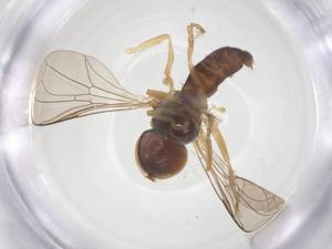  ( - BIOUG13729-E09)  @11 [ ] CreativeCommons - Attribution Share - Alike (2025) Centre for Biodiversity Genomics Centre for Biodiversity Genomics