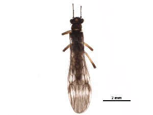  ( - BIOUG13733-A09)  @11 [ ] CreativeCommons - Attribution (2018) CBG Photography Group Centre for Biodiversity Genomics
