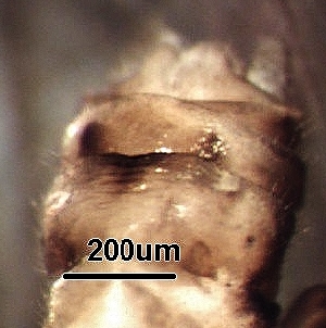  ( - BIOUG13733-A09)  @11 [ ] CC-0 (2018) David Burton Unspecified