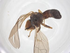  ( - BIOUG13776-A06)  @11 [ ] CreativeCommons - Attribution Share - Alike (2025) Centre for Biodiversity Genomics Centre for Biodiversity Genomics