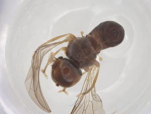  ( - BIOUG13919-E04)  @11 [ ] CreativeCommons - Attribution Share - Alike (2025) Centre for Biodiversity Genomics Centre for Biodiversity Genomics