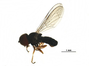  ( - BIOUG14086-A06)  @13 [ ] CreativeCommons - Attribution (2017) CBG Photography Group Centre for Biodiversity Genomics