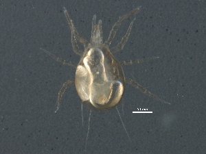  (Amblyseius sp. JCS11 - BIOUG14265-B08)  @12 [ ] CreativeCommons - Attribution (2014) CBG Photography Group Centre for Biodiversity Genomics
