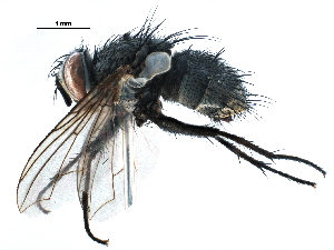  (Hyphantrophaga blanda - BIOUG14404-D11)  @15 [ ] CreativeCommons - Attribution (2015) CBG Photography Group Centre for Biodiversity Genomics