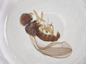  ( - BIOUG14407-H05)  @11 [ ] CreativeCommons - Attribution Share - Alike (2025) Centre for Biodiversity Genomics Centre for Biodiversity Genomics