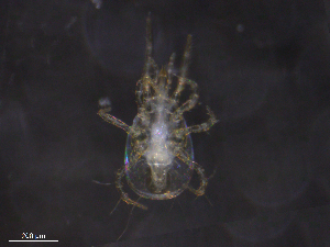  ( - BIOUG12100-F03)  @11 [ ] CreativeCommons - Attribution (2019) CBG Photography Group Centre for Biodiversity Genomics