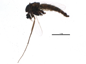  (Metriocnemus knabi - BIOUG12186-C10)  @13 [ ] CreativeCommons - Attribution (2014) CBG Photography Group Centre for Biodiversity Genomics