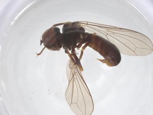  ( - BIOUG12186-F03)  @11 [ ] CreativeCommons - Attribution Share - Alike (2025) Centre for Biodiversity Genomics Centre for Biodiversity Genomics