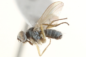  ( - BIOUG12454-G05)  @14 [ ] CreativeCommons - Attribution (2015) CBG Photography Group Centre for Biodiversity Genomics