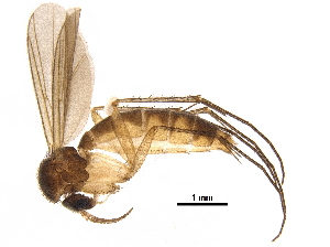  ( - BIOUG12552-A07)  @11 [ ] CreativeCommons - Attribution (2018) CBG Photography Group Centre for Biodiversity Genomics