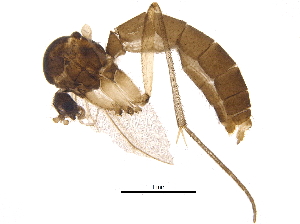  ( - BIOUG12690-F07)  @12 [ ] CreativeCommons - Attribution (2015) CBG Photography Group Centre for Biodiversity Genomics