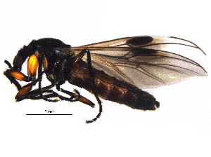  ( - BIOUG13524-G07)  @13 [ ] CreativeCommons - Attribution (2014) CBG Photography Group Centre for Biodiversity Genomics