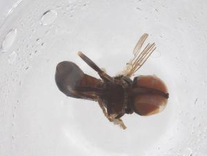  ( - BIOUG16981-H07)  @11 [ ] CreativeCommons - Attribution Share - Alike (2025) Centre for Biodiversity Genomics Centre for Biodiversity Genomics