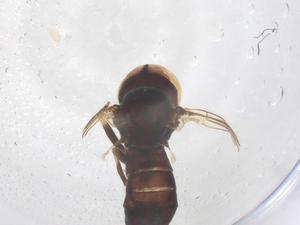  ( - BIOUG16983-F02)  @11 [ ] CreativeCommons - Attribution Share - Alike (2025) Centre for Biodiversity Genomics Centre for Biodiversity Genomics