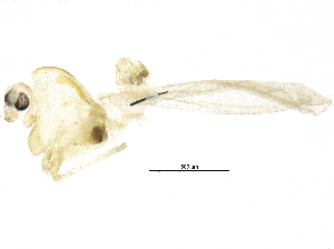  (Mesocricotopus sp. 1ES - BIOUG17105-A03)  @12 [ ] CreativeCommons - Attribution (2015) CBG Photography Group Centre for Biodiversity Genomics