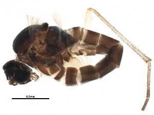  ( - BIOUG17105-B08)  @12 [ ] CreativeCommons - Attribution (2015) CBG Photography Group Centre for Biodiversity Genomics