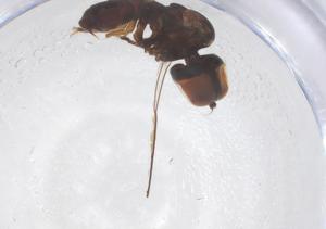  ( - BIOUG17209-G05)  @11 [ ] CreativeCommons - Attribution Share - Alike (2025) Centre for Biodiversity Genomics Centre for Biodiversity Genomics