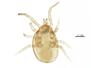  (Proprioseiopsis sp. JCS28 - BIOUG17251-G03)  @13 [ ] CreativeCommons - Attribution (2015) CBG Photography Group Centre for Biodiversity Genomics
