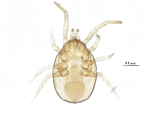  (Proprioseiopsis sp. JCS28 - BIOUG17251-G03)  @13 [ ] CreativeCommons - Attribution (2015) CBG Photography Group Centre for Biodiversity Genomics