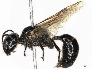  ( - BIOUG17430-C12)  @11 [ ] CreativeCommons - Attribution Share - Alike (2023) CBG Photography Group Centre for Biodiversity Genomics