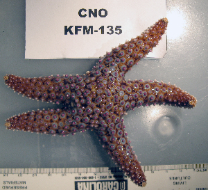  ( - OGL-E01723)  @11 [ ] No Rights Reserved (2009) Coastal Marine Biolabs Coastal Marine Biolabs