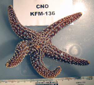  (Pisaster giganteus - OGL-E01724)  @11 [ ] No Rights Reserved (2009) Coastal Marine Biolabs Coastal Marine Biolabs