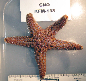  ( - OGL-E01726)  @11 [ ] No Rights Reserved (2009) Coastal Marine Biolabs Coastal Marine Biolabs