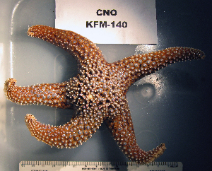  ( - OGL-E01728)  @11 [ ] No Rights Reserved (2009) Coastal Marine Biolabs Coastal Marine Biolabs