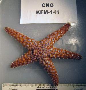  ( - OGL-E01729)  @11 [ ] No Rights Reserved (2009) Coastal Marine Biolabs Coastal Marine Biolabs