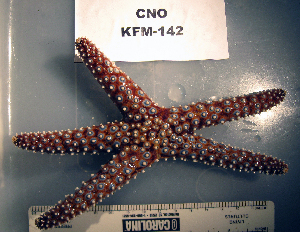  ( - OGL-E01730)  @11 [ ] No Rights Reserved (2009) Coastal Marine Biolabs Coastal Marine Biolabs