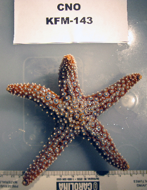  ( - OGL-E01732)  @11 [ ] No Rights Reserved (2009) Coastal Marine Biolabs Coastal Marine Biolabs