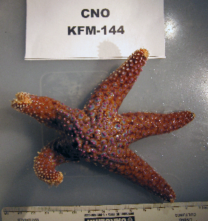 ( - OGL-E01733)  @11 [ ] No Rights Reserved (2009) Coastal Marine Biolabs Coastal Marine Biolabs
