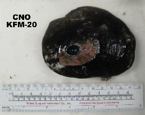  (Megathura crenulata - OGL-E01551)  @12 [ ] No Rights Reserved (2009) Coastal Marine Biolabs Coastal Marine Biolabs