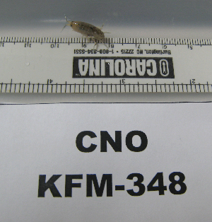  ( - KFM-348)  @11 [ ] No Rights Reserved  Unspecified Unspecified