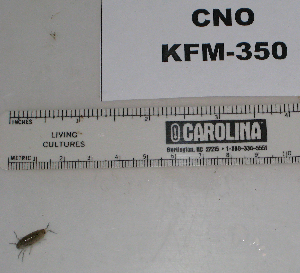  ( - KFM-350)  @11 [ ] No Rights Reserved  Unspecified Unspecified