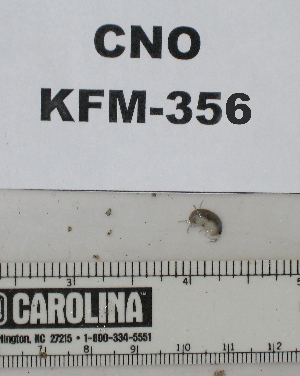  ( - KFM-356)  @11 [ ] No Rights Reserved  Unspecified Unspecified