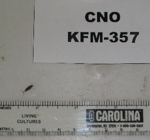  ( - KFM-357)  @11 [ ] No Rights Reserved  Unspecified Unspecified