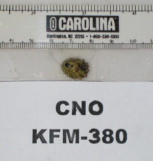  (Collisella scabra - KFM-380)  @11 [ ] No Rights Reserved  Unspecified Unspecified