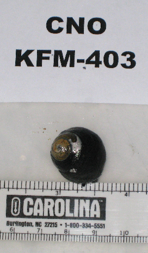  ( - KFM-403)  @11 [ ] No Rights Reserved  Unspecified Unspecified