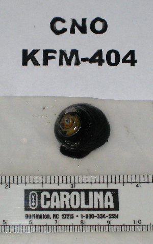  ( - KFM-404)  @11 [ ] No Rights Reserved  Unspecified Unspecified