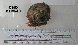  ( - OGL-E01570)  @11 [ ] No Rights Reserved (2009) Coastal Marine Biolabs Coastal Marine Biolabs