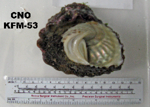  ( - OGL-E01580)  @11 [ ] No Rights Reserved (2009) Coastal Marine Biolabs Coastal Marine Biolabs