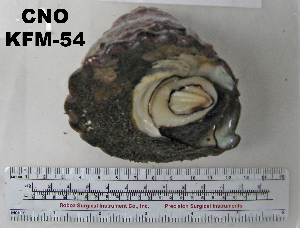  ( - OGL-E01581)  @11 [ ] No Rights Reserved (2009) Coastal Marine Biolabs Coastal Marine Biolabs