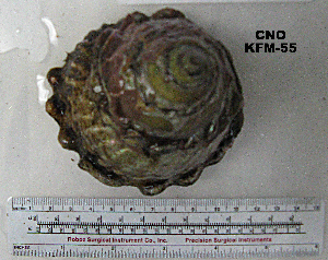  ( - OGL-E01582)  @11 [ ] No Rights Reserved (2009) Coastal Marine Biolabs Coastal Marine Biolabs