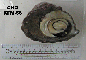  ( - OGL-E01582)  @11 [ ] No Rights Reserved (2009) Coastal Marine Biolabs Coastal Marine Biolabs