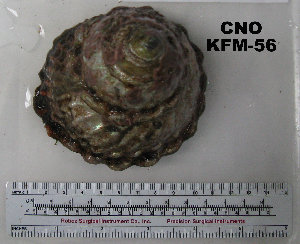  ( - OGL-E01583)  @11 [ ] No Rights Reserved (2009) Coastal Marine Biolabs Coastal Marine Biolabs
