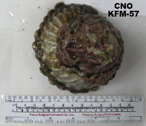  ( - OGL-E01584)  @11 [ ] No Rights Reserved (2009) Coastal Marine Biolabs Coastal Marine Biolabs